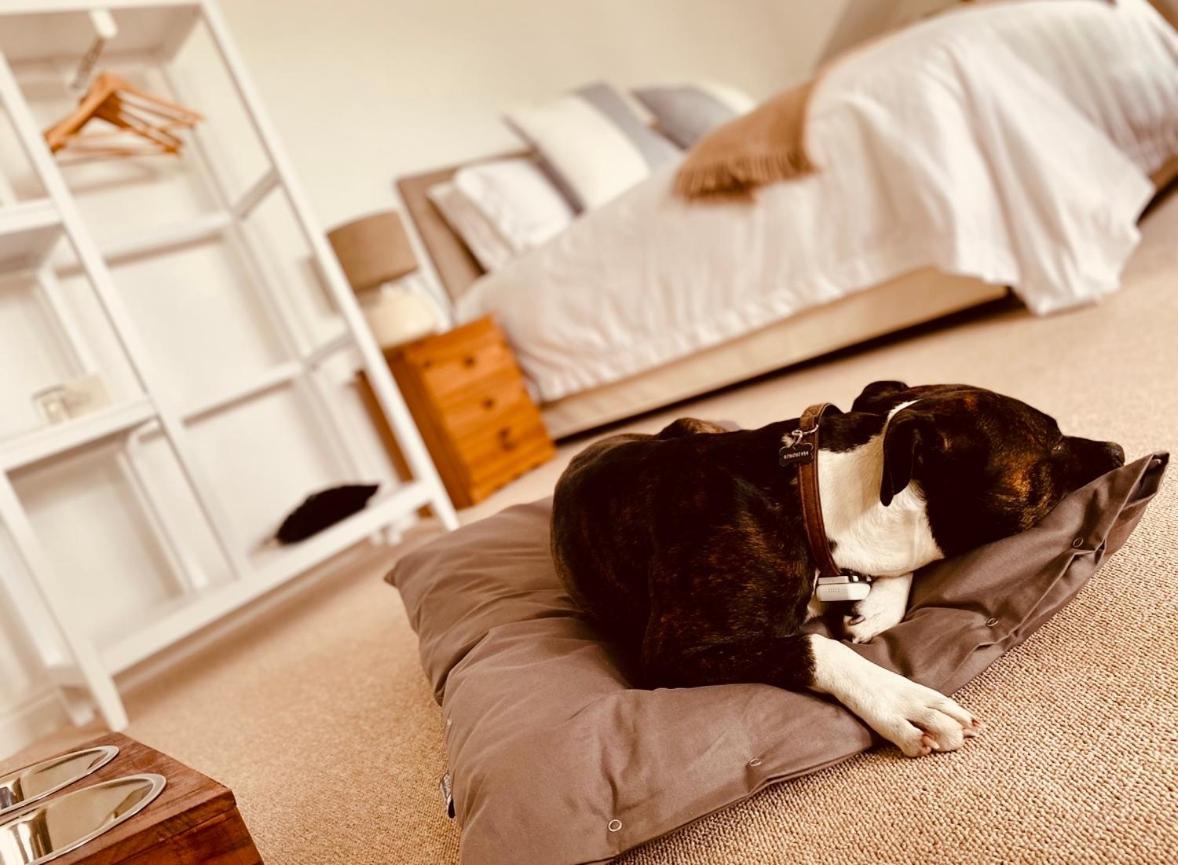 The Ventnor Annex Bed & Breakfast エクステリア 写真